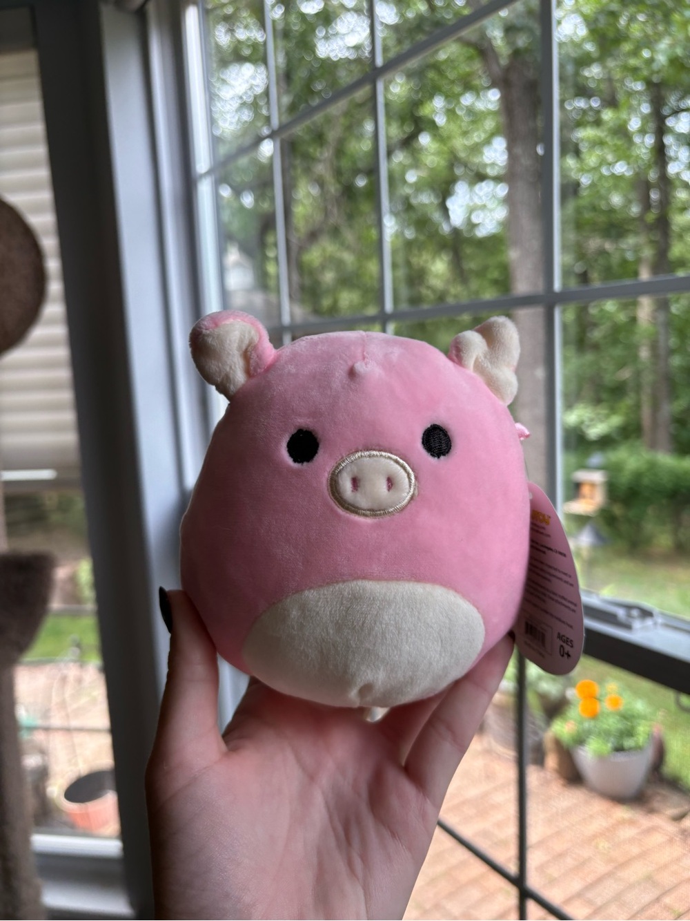 Peter the pink pig squishmallow NWT 5in OG